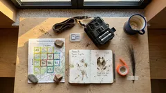 Arriva la mappa europea dei cinghiali: dove sono davvero e perché cambia la gestione