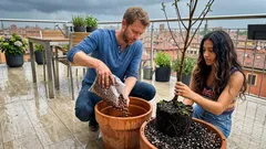Susino in vaso: come coltivarlo su terrazzo e balcone senza stress