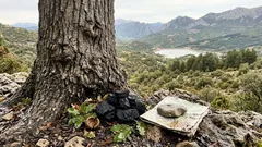 Quejigo del Amo: il quercia monumentale da 12 metri che domina la Sierra Sur